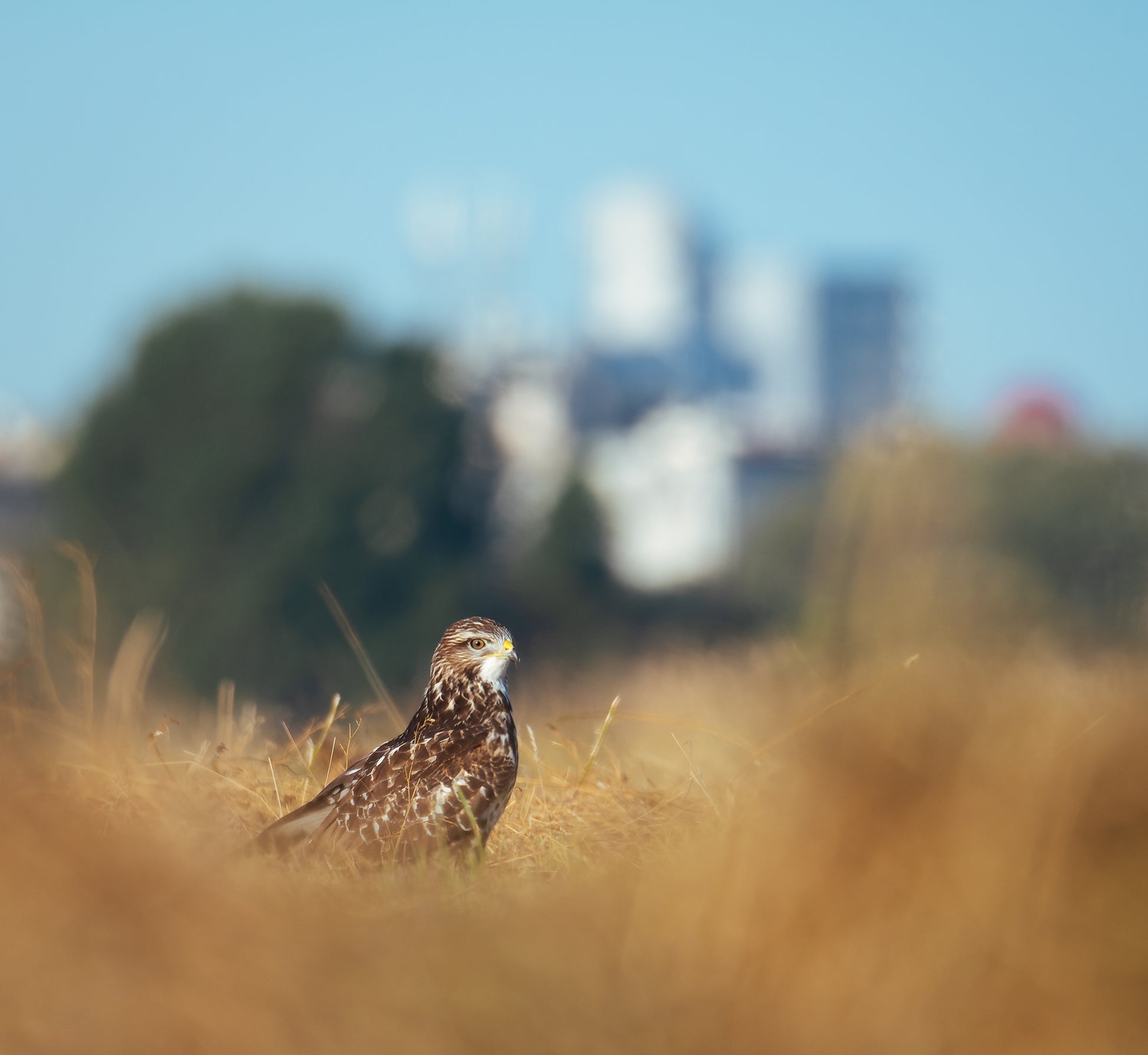 Unter Staren, Moos & Mauerseglern  - Ein Nature Journaling-Wochenende in der Stadtnatur Berlins