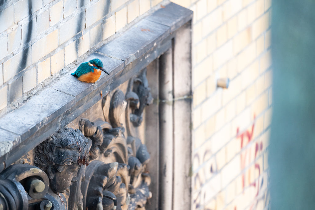 Unter Staren, Moos & Mauerseglern  - Ein Nature Journaling-Wochenende in der Stadtnatur Berlins